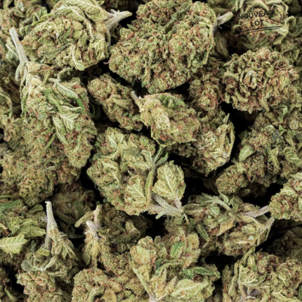 Mini Buds CBD Critical x Amnesia 2.0 5g Taboga – Flores naturales de cáñamo con aroma cítrico y herbal