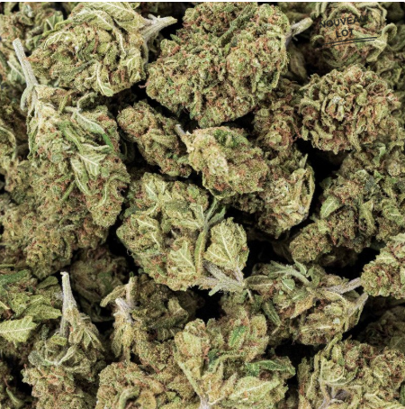 Mini Buds CBD Critical x Amnesia 2.0 5g Taboga – Flores naturales de cáñamo con aroma cítrico y herbal