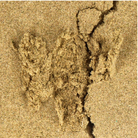 Pollen CBD Forbidden Pressé 73 M 10g – extracto prensado de textura compacta