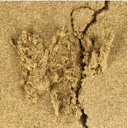 Pollen CBD Forbidden Pressé 73 M 1,5g – envase compacto y acabado artesanal