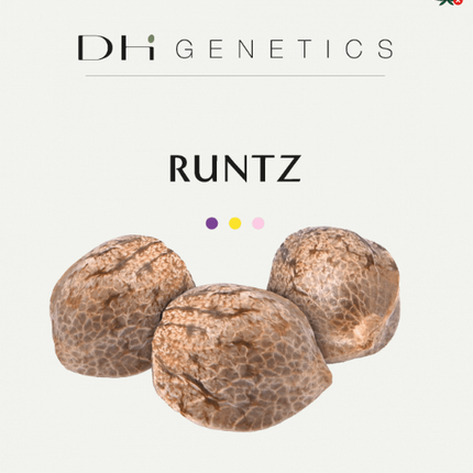 Semillas feminizadas Runtz THC - Colección Premium