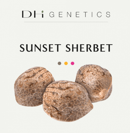 Semillas feminizadas Sunset Sherbet - Colección Premium