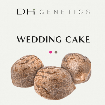 Semillas feminizadas Wedding Cake - Colección Premium