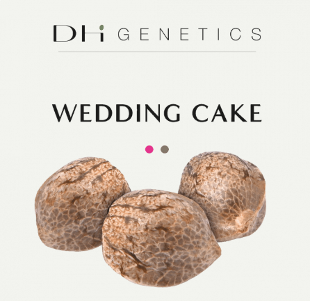 Semillas feminizadas Wedding Cake - Colección Premium