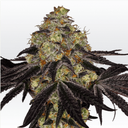 Semillas feminizadas Sunset Sherbet - Colección Premium