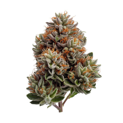 Flores de CBD Mandarine Kush 10 g con THC‑X – Línea Hemp‑X de Taboga