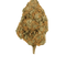 Flor OHX Lemon Haze CBD Premium 5g – Taboga CBD
